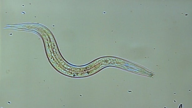 40,000-year old worms revived from Siberian permafrost - Weird News ...