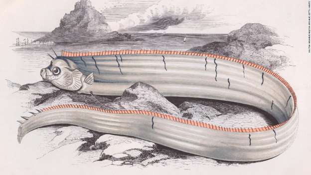 Sightings of rare oarfish in Japan raise fears of earthquake and ...