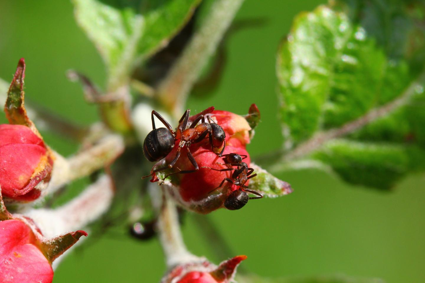 Ants On The Plants Might Protect Crops From Diseases 