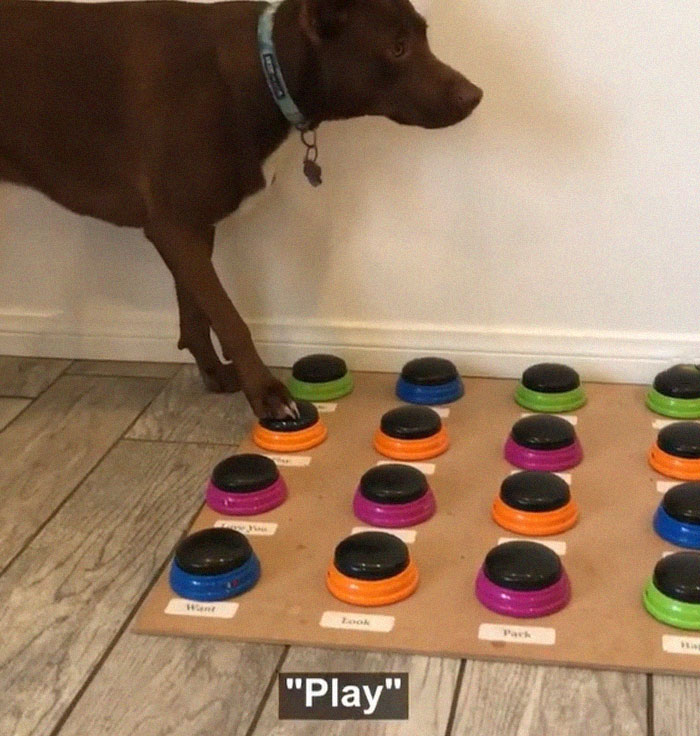 dog soundboard buttons