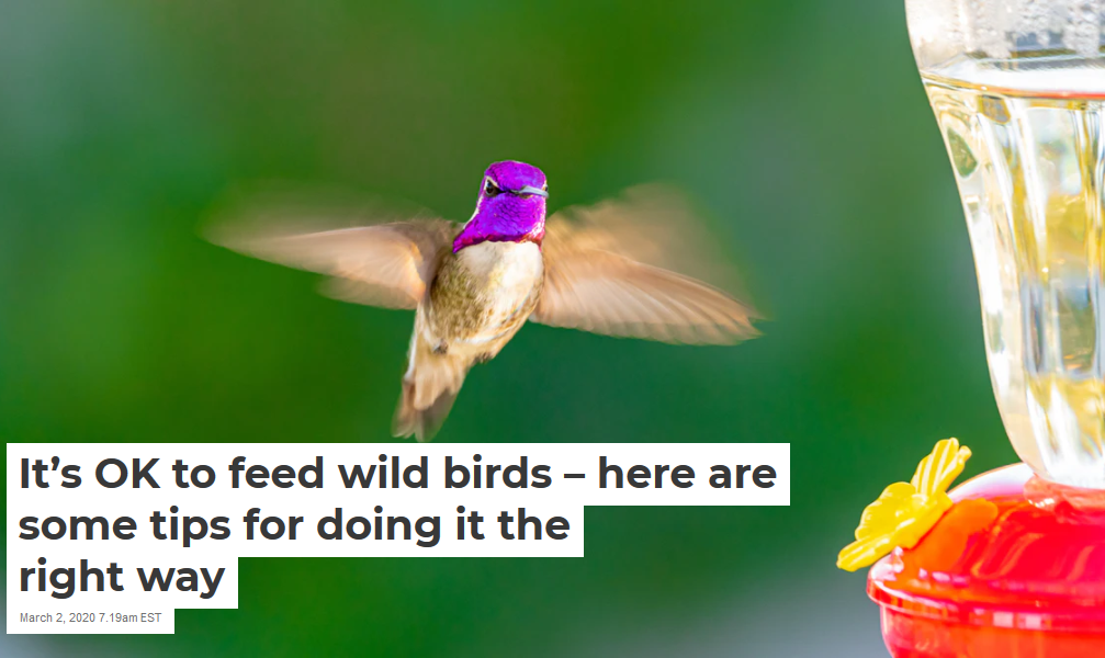 It’s OK to feed wild birds – here are some tips for doing it the right ...