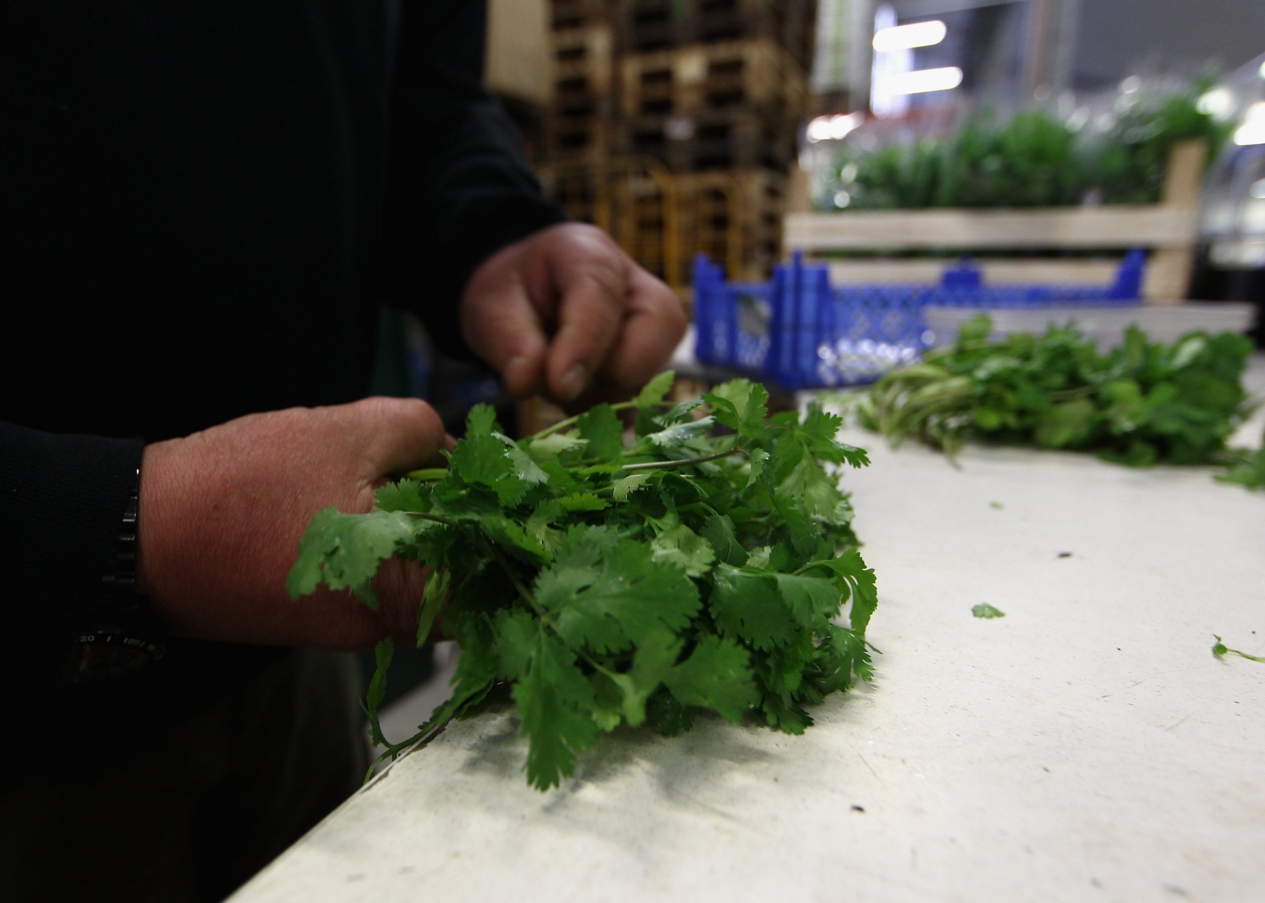 Why Does Cilantro Taste Like Soap To Some People? Weird News, Santa
