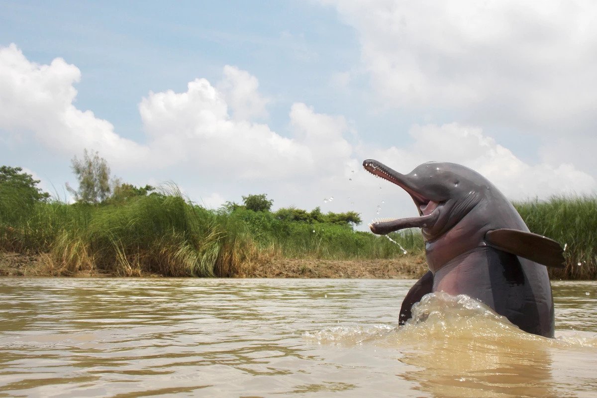 Wondrous wildlife: The 2020 Nature inFocus photo award winners - Weird