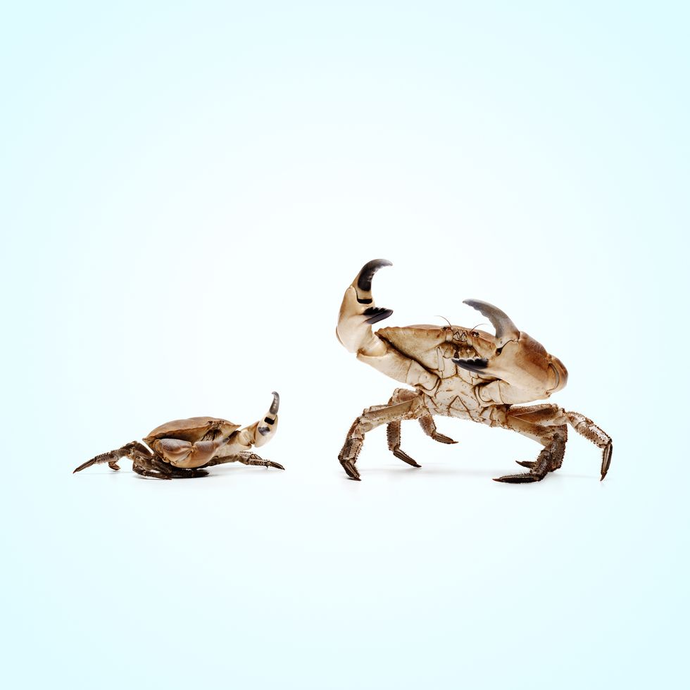 Animals Keep Evolving Into Crabs, Which Is Somewhat Disturbing Weird