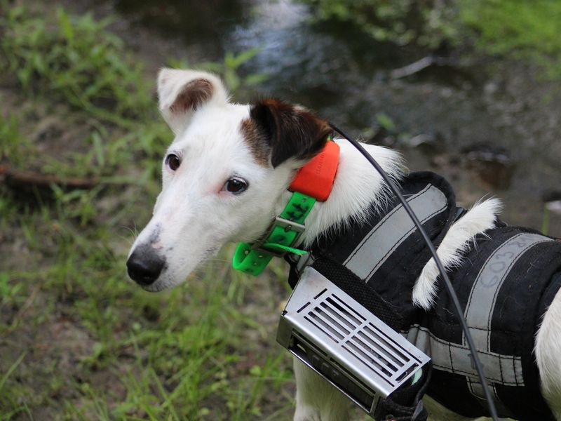 How Do Dogs Find Their Way Home They Might Sense Earth s Magnetic how-do-dogs-find-their-way-home-they-might-sense-earth-s-magnetic