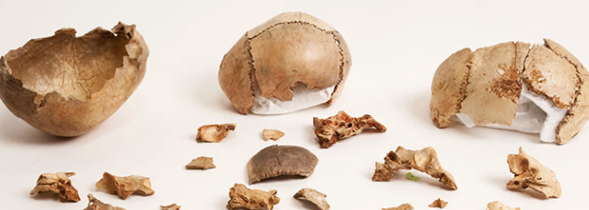 Britain's oldest human genomes reveal cannibals and hunter-gatherers ...
