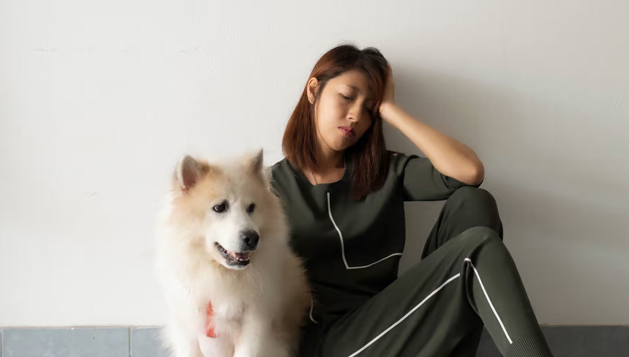 Study demonstrates dogs can detect the smell of human stress Weird News, Santa Fe, NM