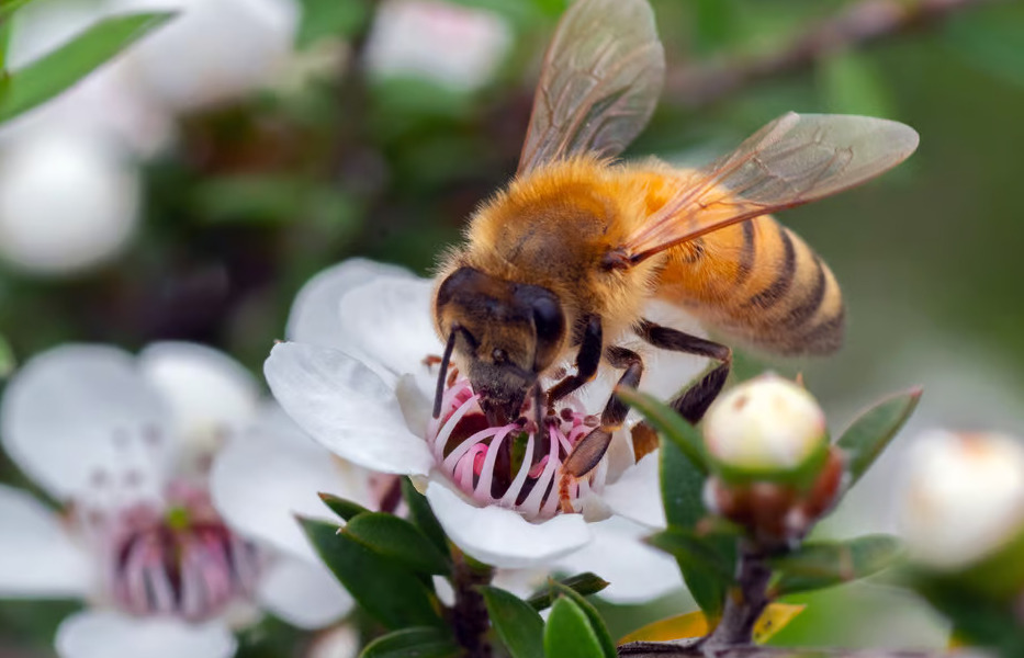 Manuka honey reduces breast cancer cell growth by 84% in prelim studies ...