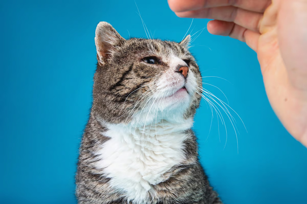 The shocking science behind petting cats – or how static electricity ...