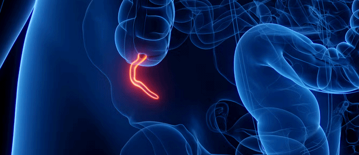 What does the appendix do? Biologists explain the complicated evolution ...