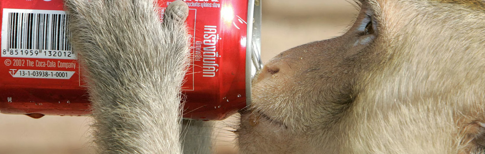 City animals act in the same brazen ways around the world - Weird News ...